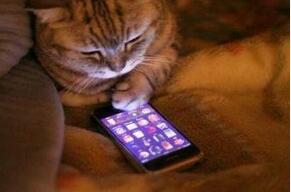 APPÑʣ